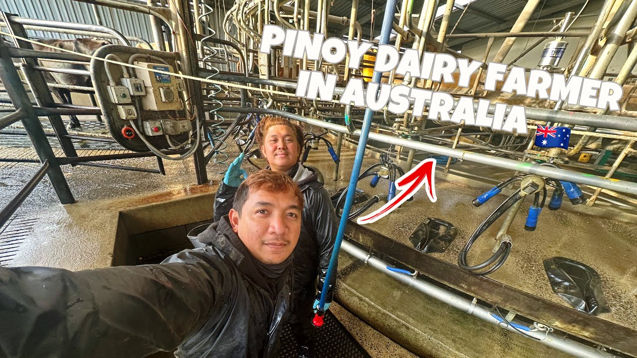 Life of a Pinoy Dairy Farmer in Australia