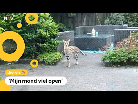 Video: Welke Aandoening Leidde Tot De Uiteindelijke Dood Van De Oudste Levende Janus-kat? - Siamese Tweelingkat Sterft Na Ziekte