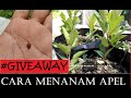 CARA MENANAM BUAH APEL DARI BIJINYA