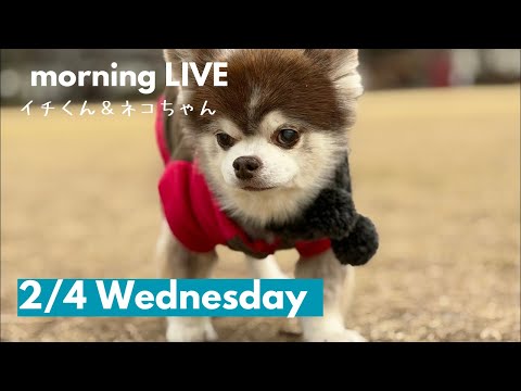 【チワワのイチローネコ姫】 がライブ配信中!