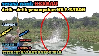 umpan mancing nila liar paling ampuh || campuran lumut