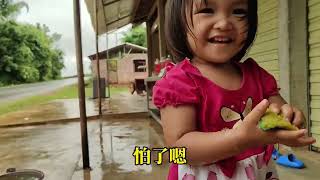 1202:老挝雨季:种植芒果看有没有收获