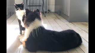 Tuxedo cat Rascal plays with Collie puppy Lassie! #tuxedocat #tuxedocatRascal #roughcollieLassie by ThatRascal 1,489 views 2 years ago 1 minute, 25 seconds