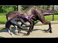 All carnivores eating humans  jurassic world evolution