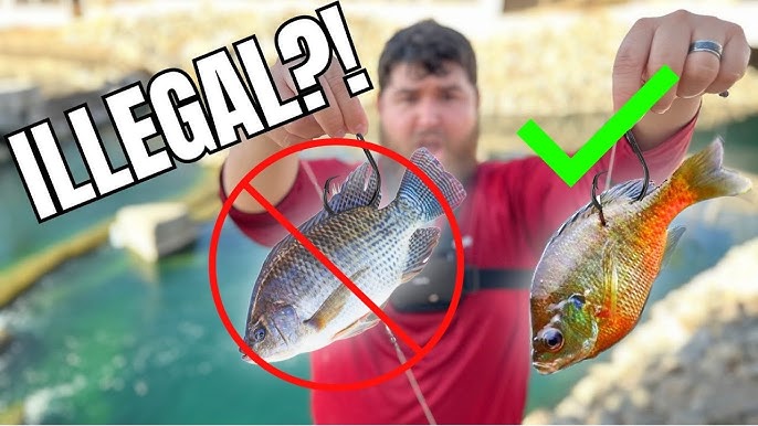 LIVE MINNOWS Catch EVERYTHING in the MAGIC POND! (Unexpected