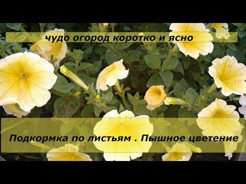 ПОДКОРМКА ПЕТУНИИ СЕКРЕТЫ