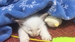 ソラといっしょkitten Youtube