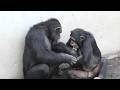 Poker face uncle Gin! by Ibuki クールなジンおじちゃん！イブキ Chimpanzee   Tama Zoological Park