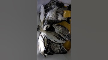 감성돔 , câu cá tráp biển hàn quốc #cauca #caucabien #hoahau #fishing #mecauca #koreafishing #trending