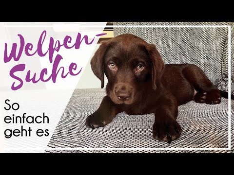 Video: Wo Kann Man Einen Hund Kaufen