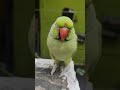 wait & watch for better results #talkingparot #shortvideo #trending