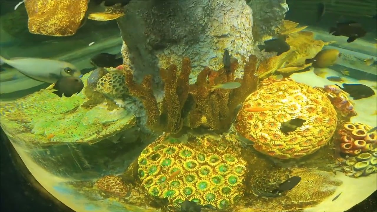 Chennai VGP Marina Kingdom Aquarium #shorts #kids #cute #funny #india #youtube  #fishs #sharks #fish