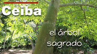 La ceiba cosas que no sabes sobre el árbol sagrado