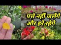 ये spray से Leaf Burn नहीं होगी और हरि पत्तियाँ बनेगी SUNDAY Update Garden Overview Info