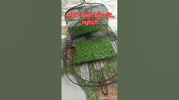 mẹt 2 cánh bẫy cút , chằng nghịch . có gương 0988633637 #bẫy_chim  #chằngnghịch #bẫycút  #mẹt2cánh