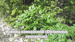 Ядовитые растения. Ясенец кавказский / Dictamnus caucasicus