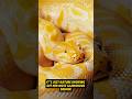 🩷 Golden Python: The Real-Life Treasure of the Snake World! #wildlife #animals #snake
