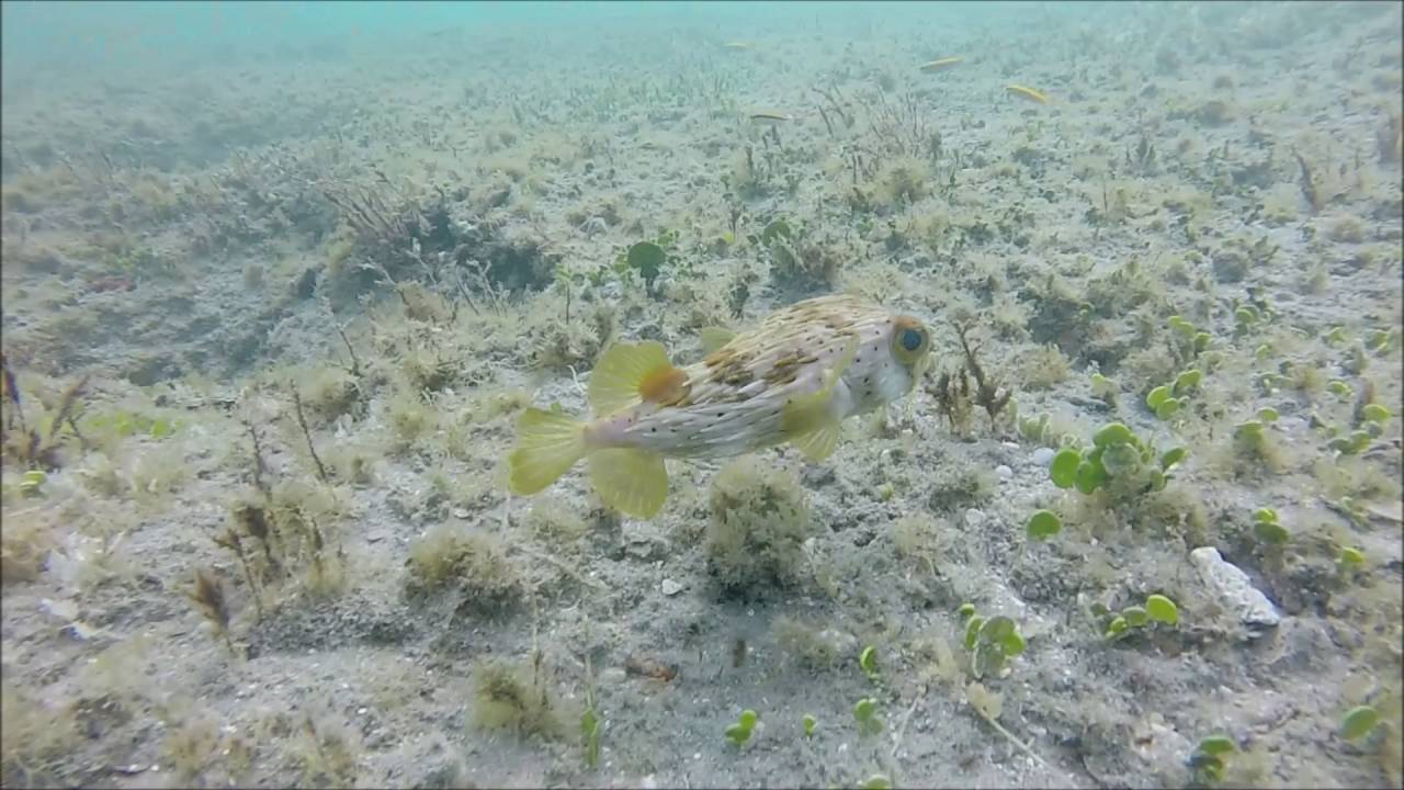 Deerfield Beach snorkeling YouTube