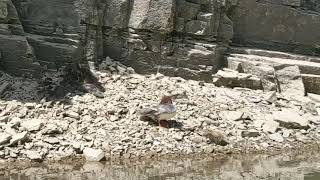 What type of ducks are these? @ Causey Reservoir Utah June 2021
What type of ducks are these? @ Causey Reservoir Utah June 2021 What type of ducks are these? @ Causey Reservoir Utah June 2021