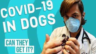 Coronavirus in Dogs | Vet Explains