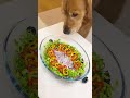 Gourmet Meal Prep for My Golden! 🐕‍❄️✨😱 #shorts #viral #puppy #foryou