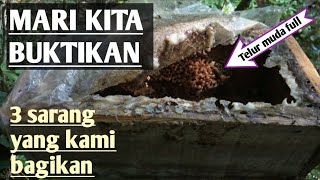 Jenis sarang lebah trigona super hasil pecah koloni buatan