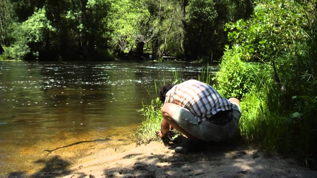 Bosques de Galicia
