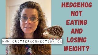 Hedgehog not eating? What to do.