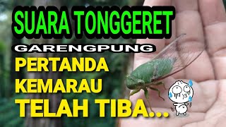 Suara Tonggeret | Suara Garengpung | Pertanda Musim Kemarau Telah Tiba | Suara Hewan Asli