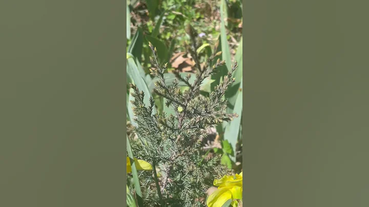 This Evergreen Tree Fooled Me