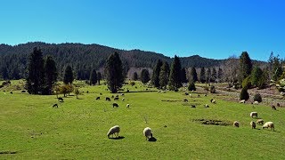 Madeira - Chão das Feiteiras