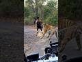 Epic Animated Encounter: Tiger vs Deer on Forest Road 🐅🦌