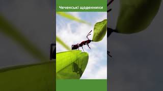 Чеченські щоденники. Полина Жеребцова. Украина #историиизжизни #война #shorts