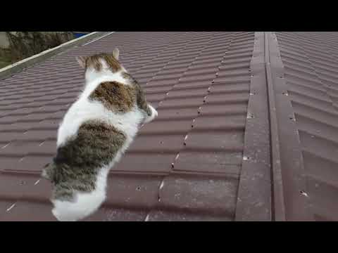 საშინლად შევაშინე კატა :)  ნელი კადრი. scared cat - slow motion