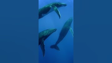 سورة الانبياء الأية 87
