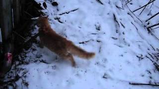 Кот Васяндрий похождения на улице в снегу Кот Васяндрий похождения на улице в снегу