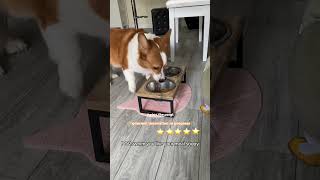 smart corgi make kibble soup