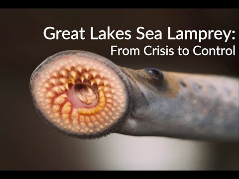 Video: An American Fishing In New Jersey Caught A Huge Lamprey - Alternative View