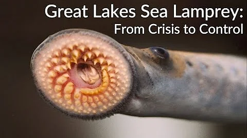 Great Lakes Sea Lamprey: From Crisis to Control