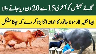 Gaye Bhains Ka Hawana Levti Bara Karnay Ka Secret Formula