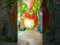 Tasty Spicy guava #food #viralvideo #funny #sting #tasty#cooking #devilskitchen#chill#cool