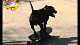 Dog на скейте. Dog on a skateboard