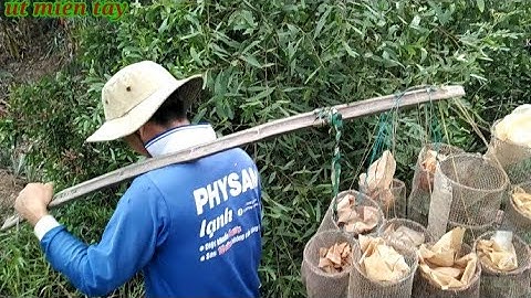 Đặt Lợp Ếch Theo Mương Cặp Vườn Mít@ ÚT MIỀN TÂY