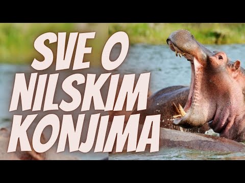 Video: Mogu li nilski konji živjeti na Floridi?