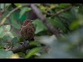 Young blackbird fledgling  jeune merle noir  jonge merel  brussels belgium