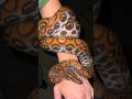 My favorite yoinks! #crazy#reptiles#snake#wildlife#nature#alligator#youtube#viralshorts#rainforest