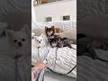 保護して1ヶ月とても馴染む🐾#shorts