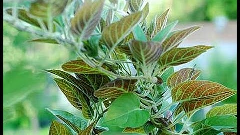 Lá mơ lông và công dụng chữa bệnh không ngờ