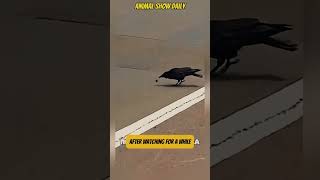 The Most Intelligent Crow You'll Ever See #genius #clever #birds #shortsviral #birdshorts