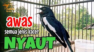 SUARA BURUNG kacer gacor NGEPLONG TARUNG ini paling AMPUH buat PANCINGAN KACER agar EMOSI